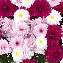 Bild 2 von Chrysantheme