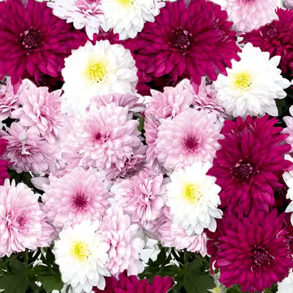 Bild 2 von Chrysantheme