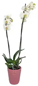 Orchidee im Keramik-Übertopf