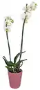Bild 1 von Orchidee im Keramik-Übertopf