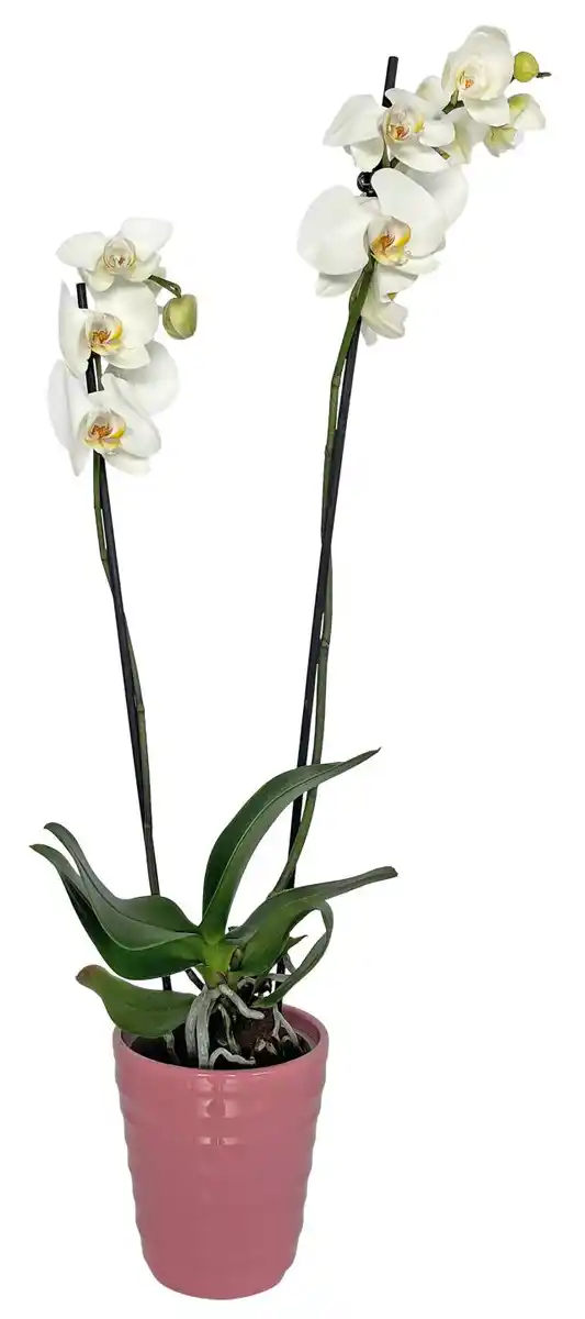Bild 1 von Orchidee im Keramik-Übertopf