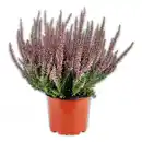 Bild 1 von Garden Girls Calluna Garden Girls