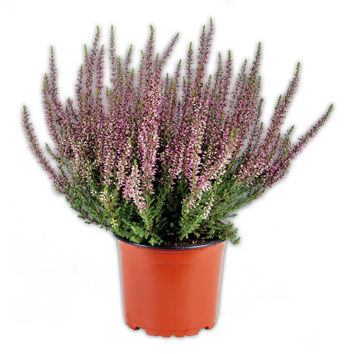 Bild 1 von Garden Girls Calluna Garden Girls