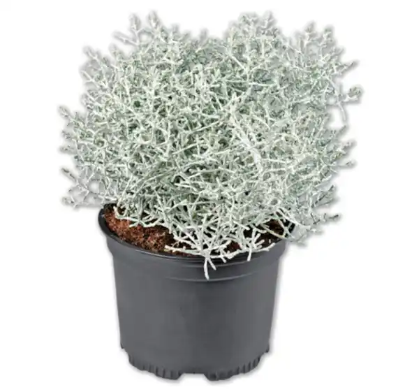 Bild 1 von Stacheldrahtpflanze*