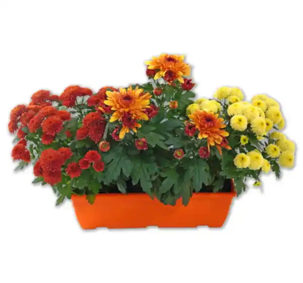 Bild 1 von Chrysanthemen-Kasten*
