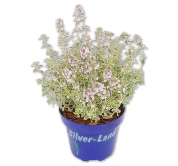 Bild 1 von Silberne Strukturpflanze*