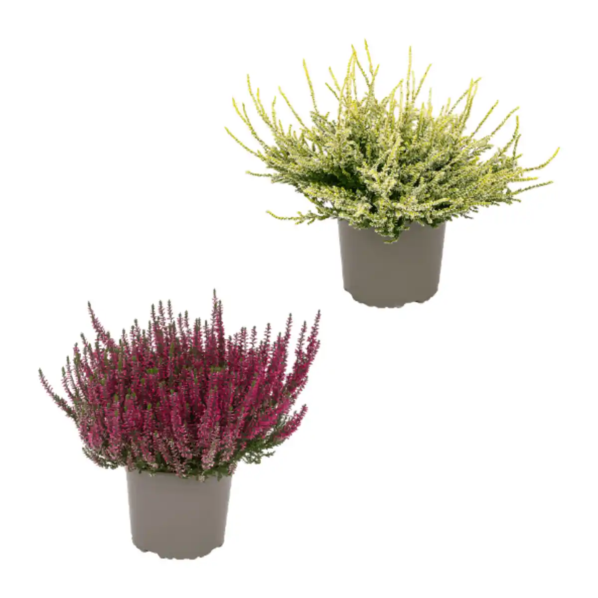 Bild 1 von GARDENLINE Callunenbusch