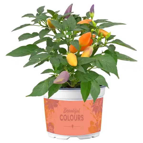 Bild 1 von GARDENLINE Zierpaprika