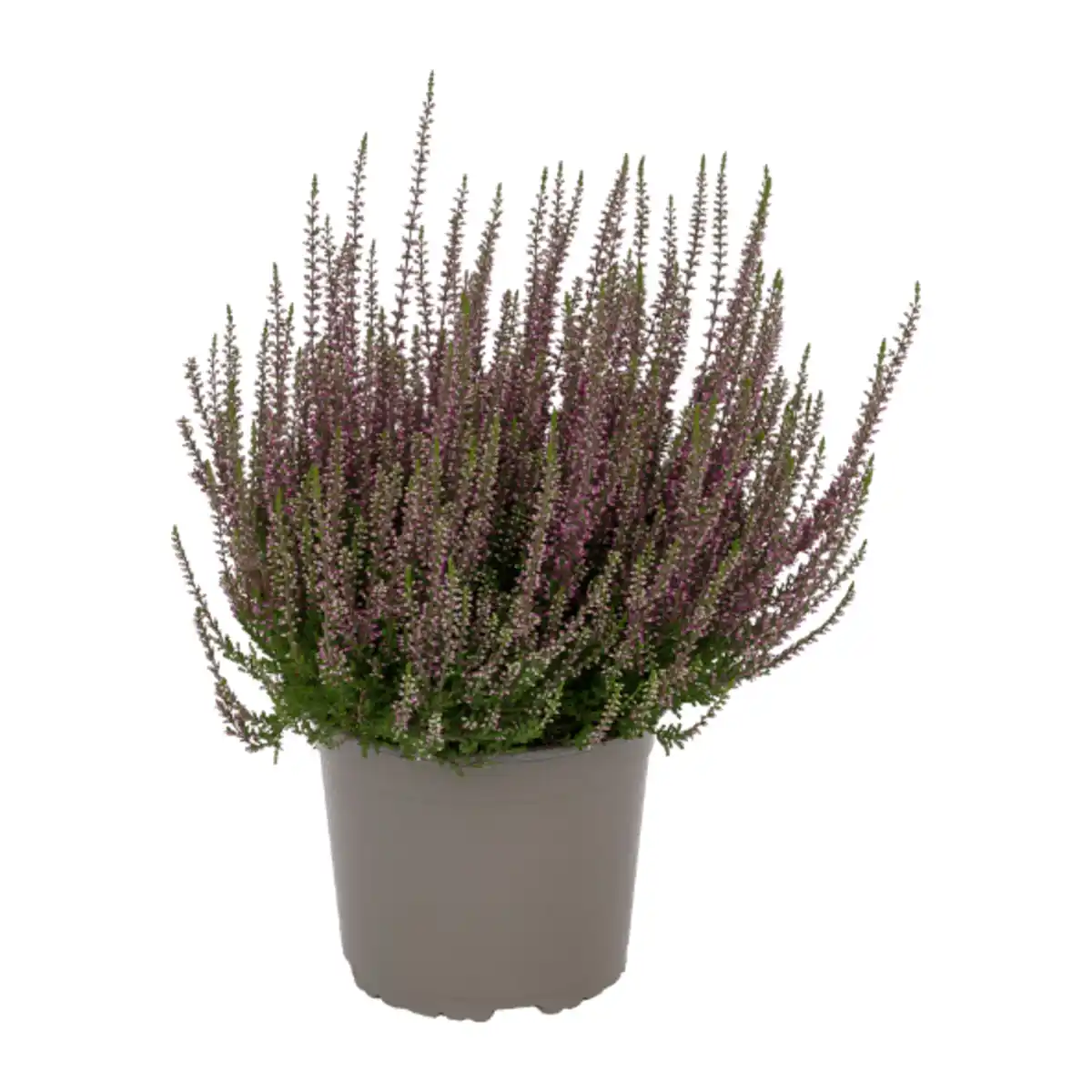 Bild 4 von GARDENLINE Callunenbusch