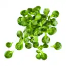 Bild 1 von Feldsalat 150g
