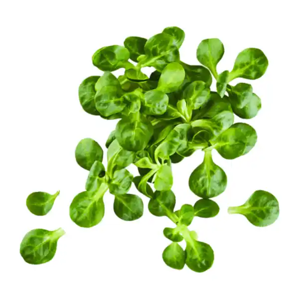 Bild 1 von Feldsalat 150g