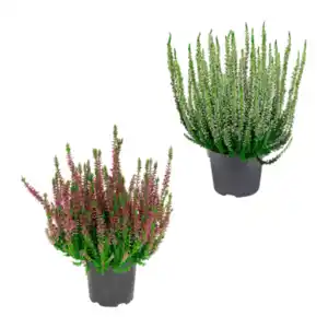 GARDENLINE Besenheide (Calluna vulgaris)