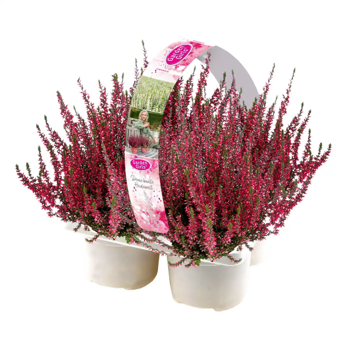 Bild 1 von Knospenheide 'Gardengirls®' 4er-Tray