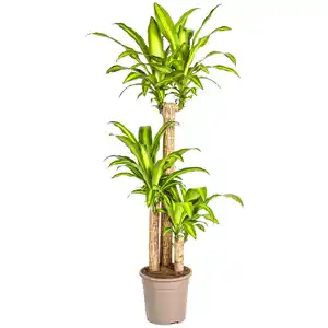 Grünpflanzen verschiedene Sorten 130 cm, 24 cm Topf