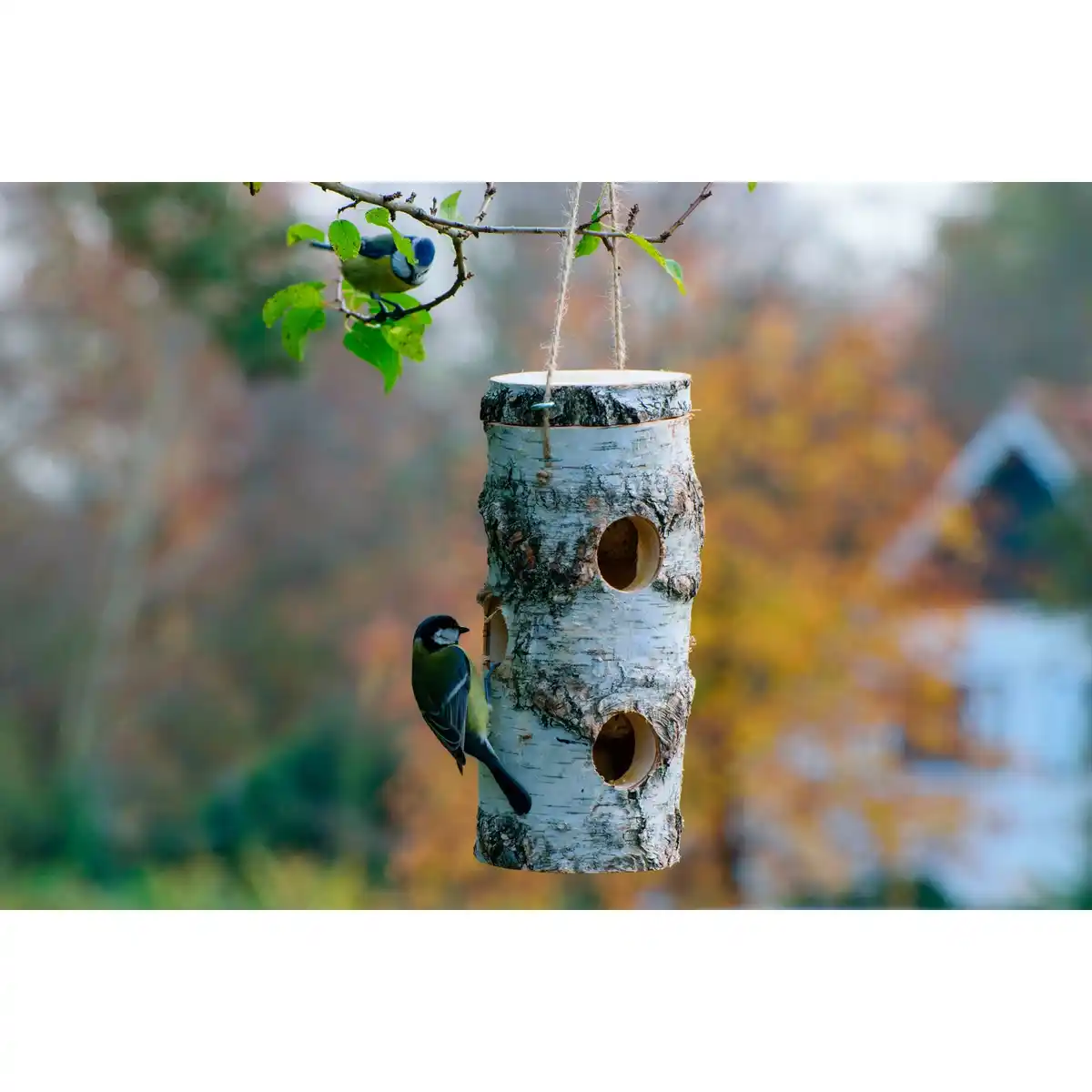 Bild 2 von DOBAR Futterspender, aus naturbelassener Birke, BxHxL: 11 x 26 x 11cm