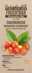 Stadt Ernte Bio Obstbaum Sauerkirsche Glaskirsche H 150 cm 29 cm Topf