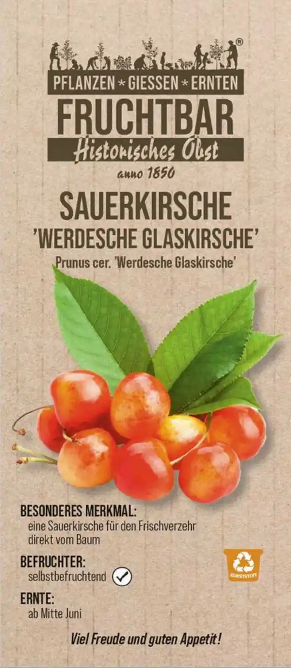 Bild 1 von Stadt Ernte Bio Obstbaum Sauerkirsche Glaskirsche H 150 cm 29 cm Topf