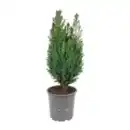 Bild 2 von GARDENLINE Konifere