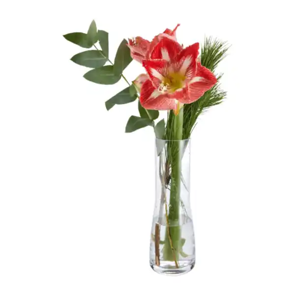 Bild 4 von GARDENLINE Amaryllis