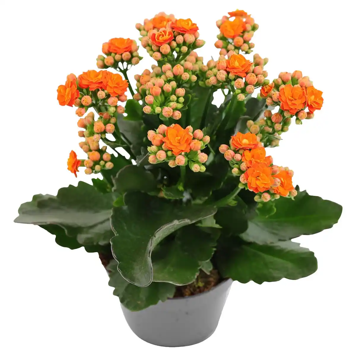 Bild 1 von GARDENLINE Garten Kalanchoe