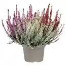 Bild 1 von GARDENLINE Callunen BL Trio