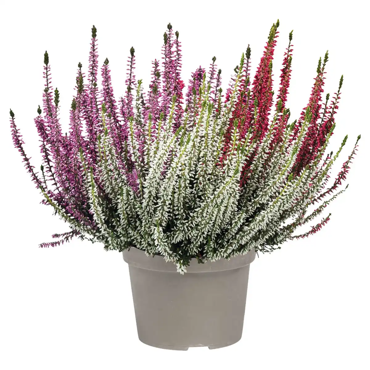 Bild 1 von GARDENLINE Callunen BL Trio