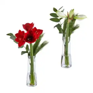GARDENLINE Amaryllis