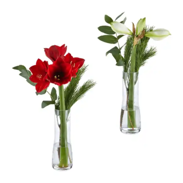Bild 1 von GARDENLINE Amaryllis