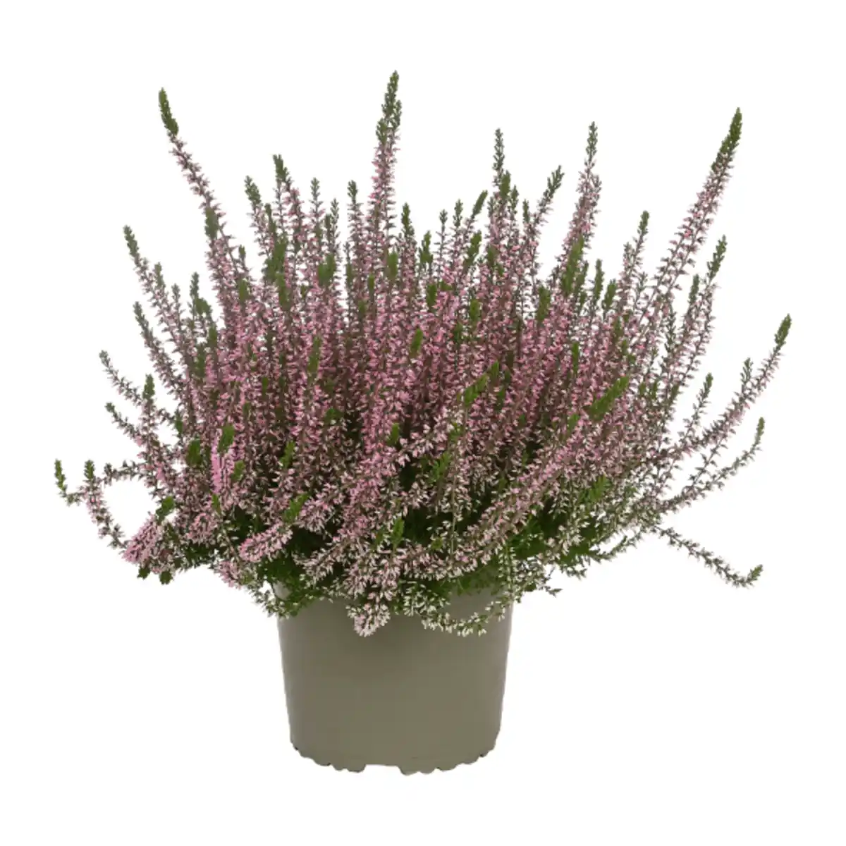 Bild 3 von GARDENLINE Callunenbusch