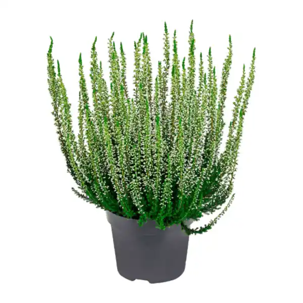 Bild 2 von GARDENLINE Besenheide (Calluna vulgaris)