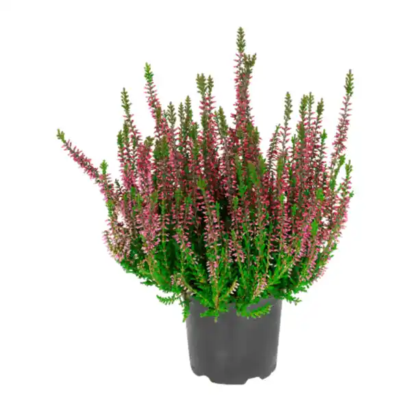 Bild 3 von GARDENLINE Besenheide (Calluna vulgaris)