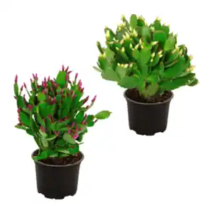 GARDENLINE Weihnachtskaktus (Schlumbergera)