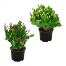 Bild 1 von GARDENLINE Weihnachtskaktus (Schlumbergera)