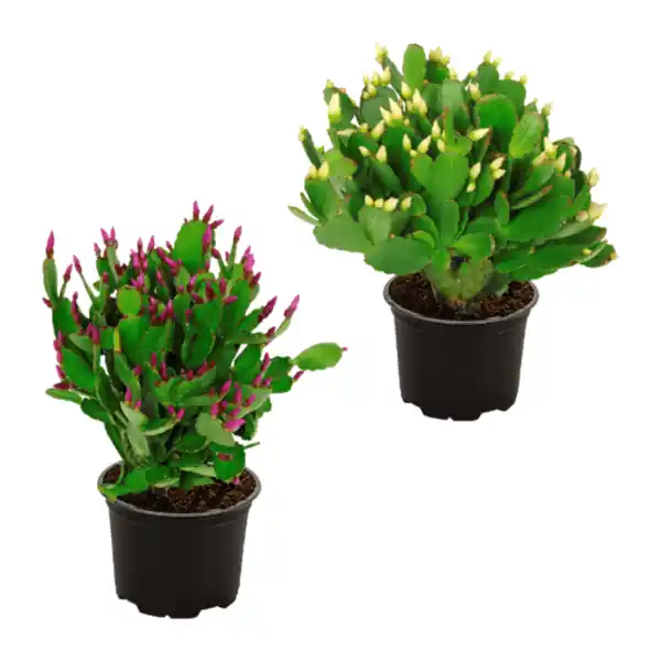 Bild 1 von GARDENLINE Weihnachtskaktus (Schlumbergera)