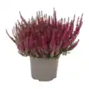 Bild 2 von GARDENLINE Callunenbusch