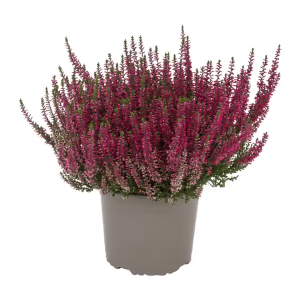 Bild 2 von GARDENLINE Callunenbusch