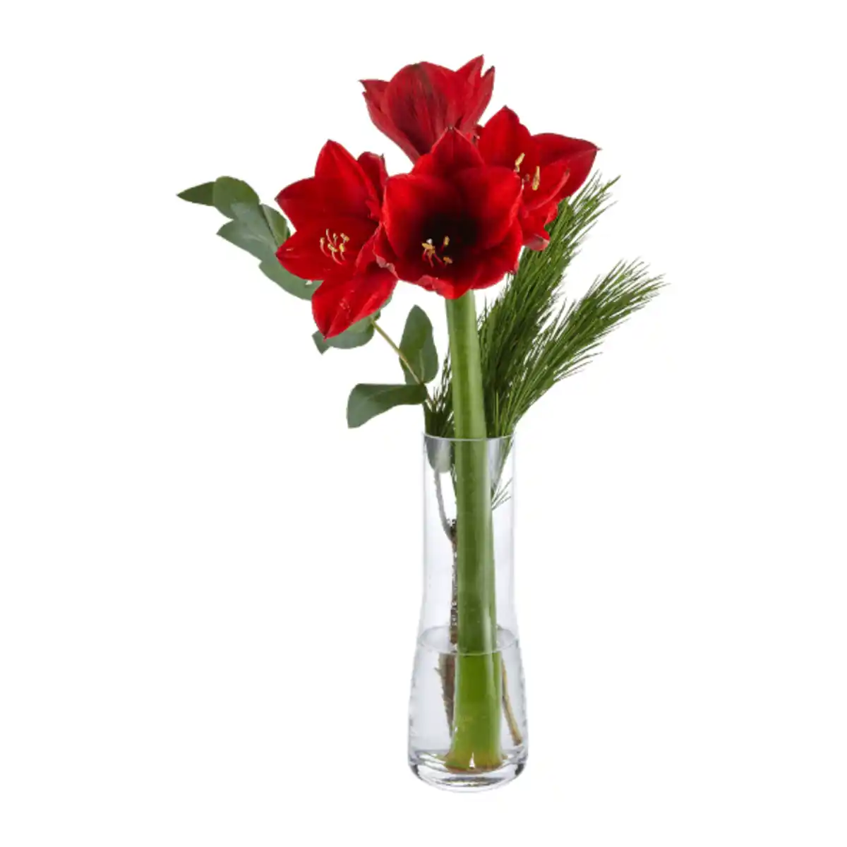 Bild 3 von GARDENLINE Amaryllis