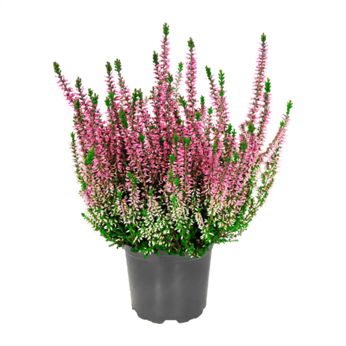 Bild 4 von GARDENLINE Besenheide (Calluna vulgaris)