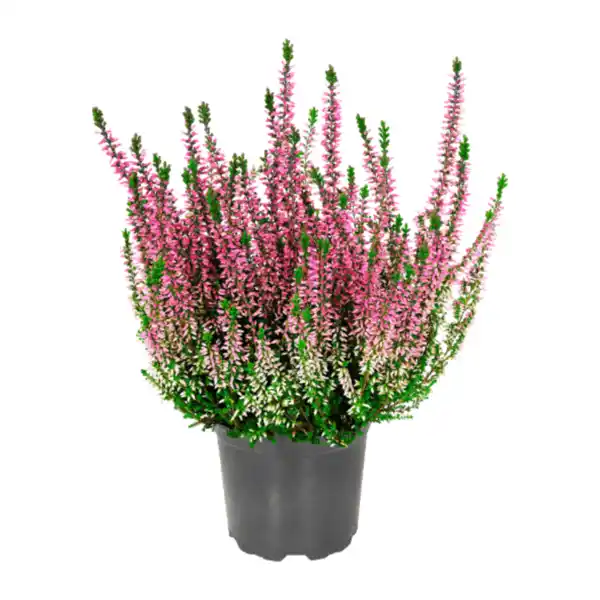 Bild 4 von GARDENLINE Besenheide (Calluna vulgaris)