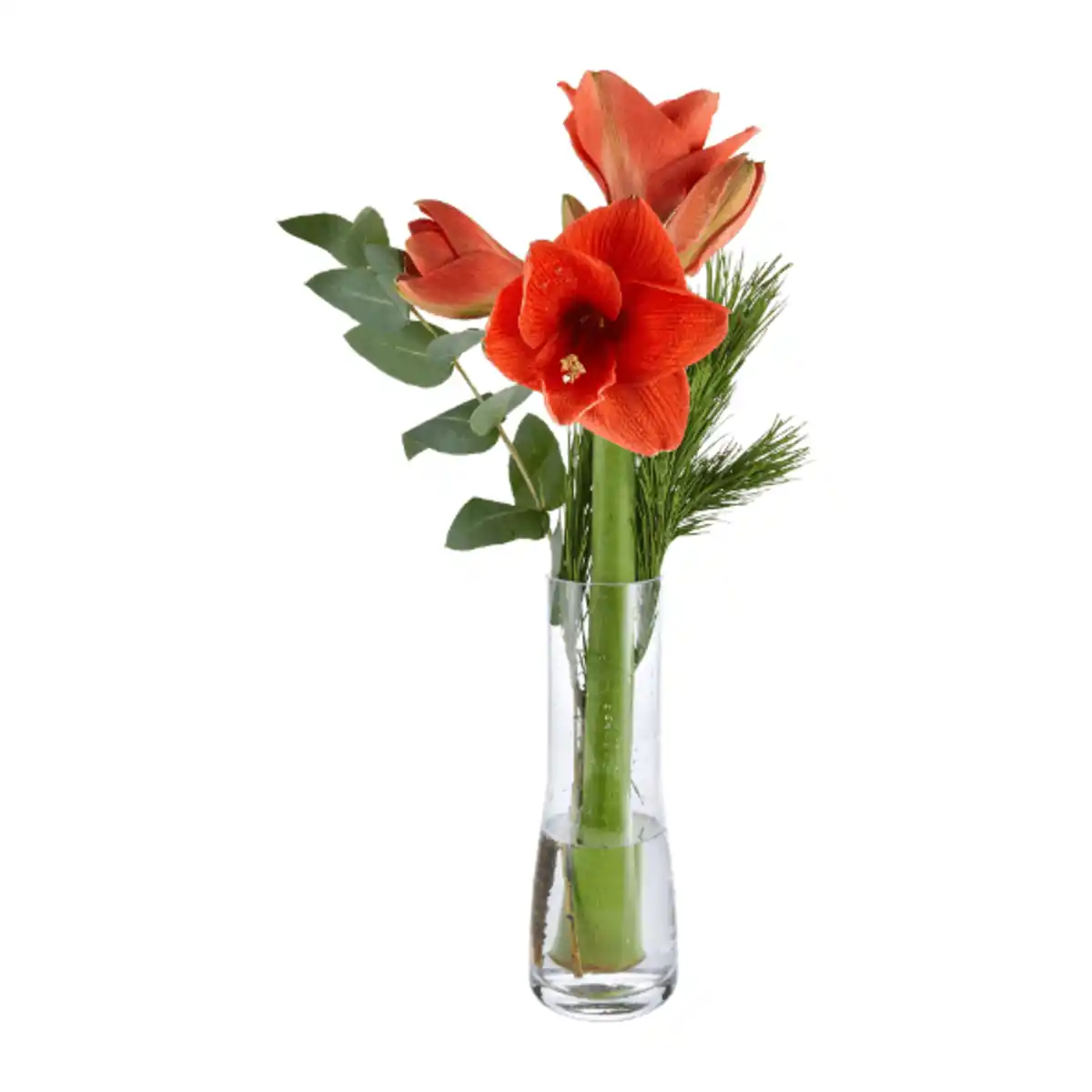 Bild 2 von GARDENLINE Amaryllis