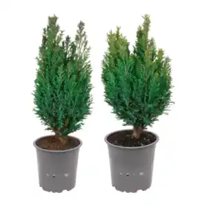 GARDENLINE Konifere