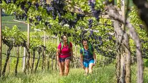 Eigene Anreise Italien - Valpolicella & Gardasee: Genusswandern durch Weinberge bis zum Gardasee