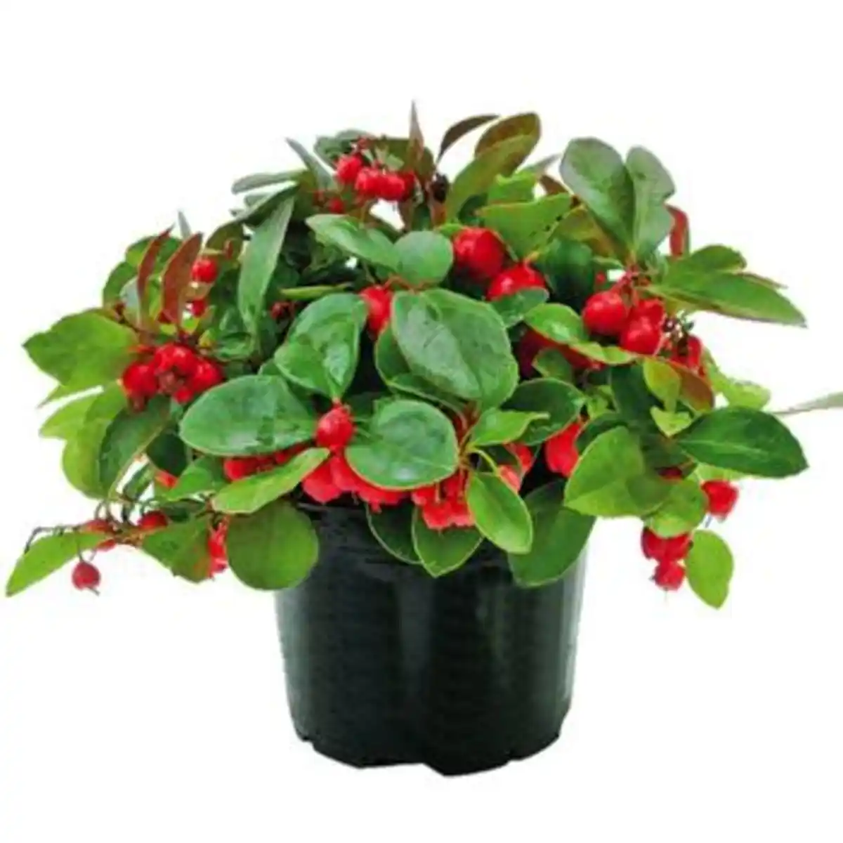 Bild 1 von Rote Teppichbeere