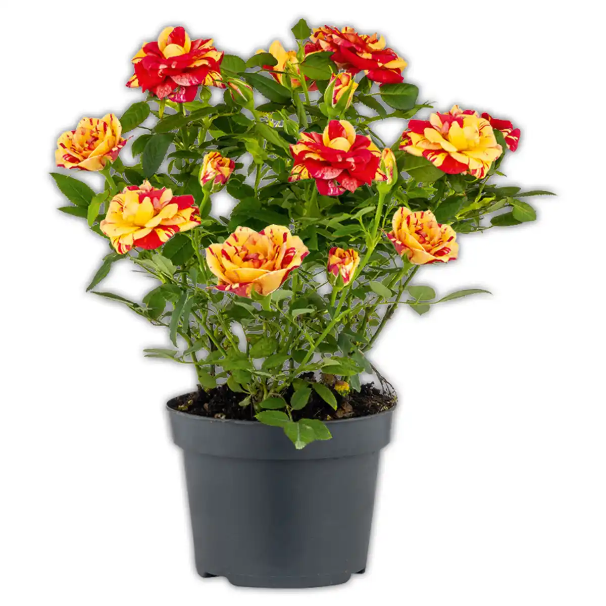 Bild 3 von Topfrosen Spezial Duo-Color