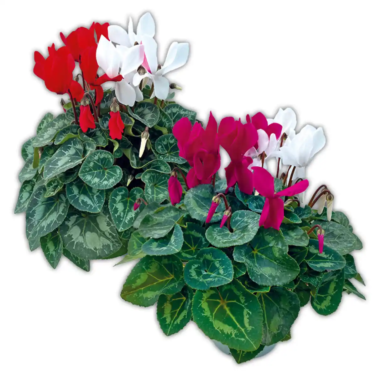 Bild 1 von Alpenveilchen Duo