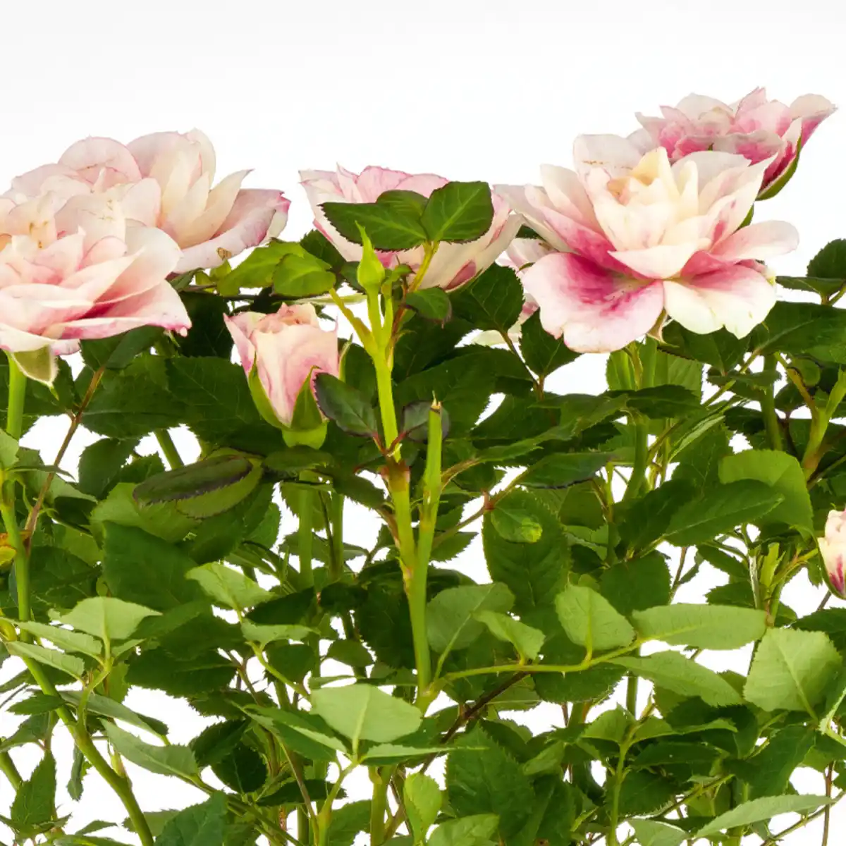 Bild 4 von Topfrosen Spezial Duo-Color