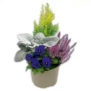 Herbst Mix Quattro