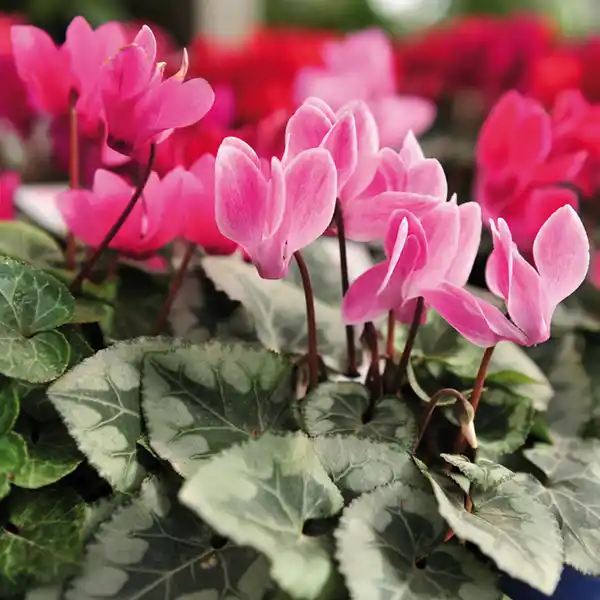 Bild 4 von Alpenveilchen Duo