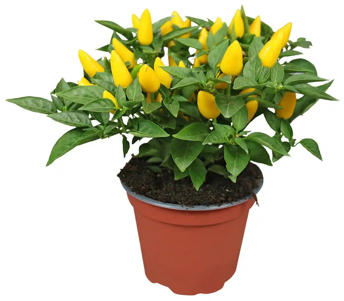 Bild 1 von Herbstpflanzen