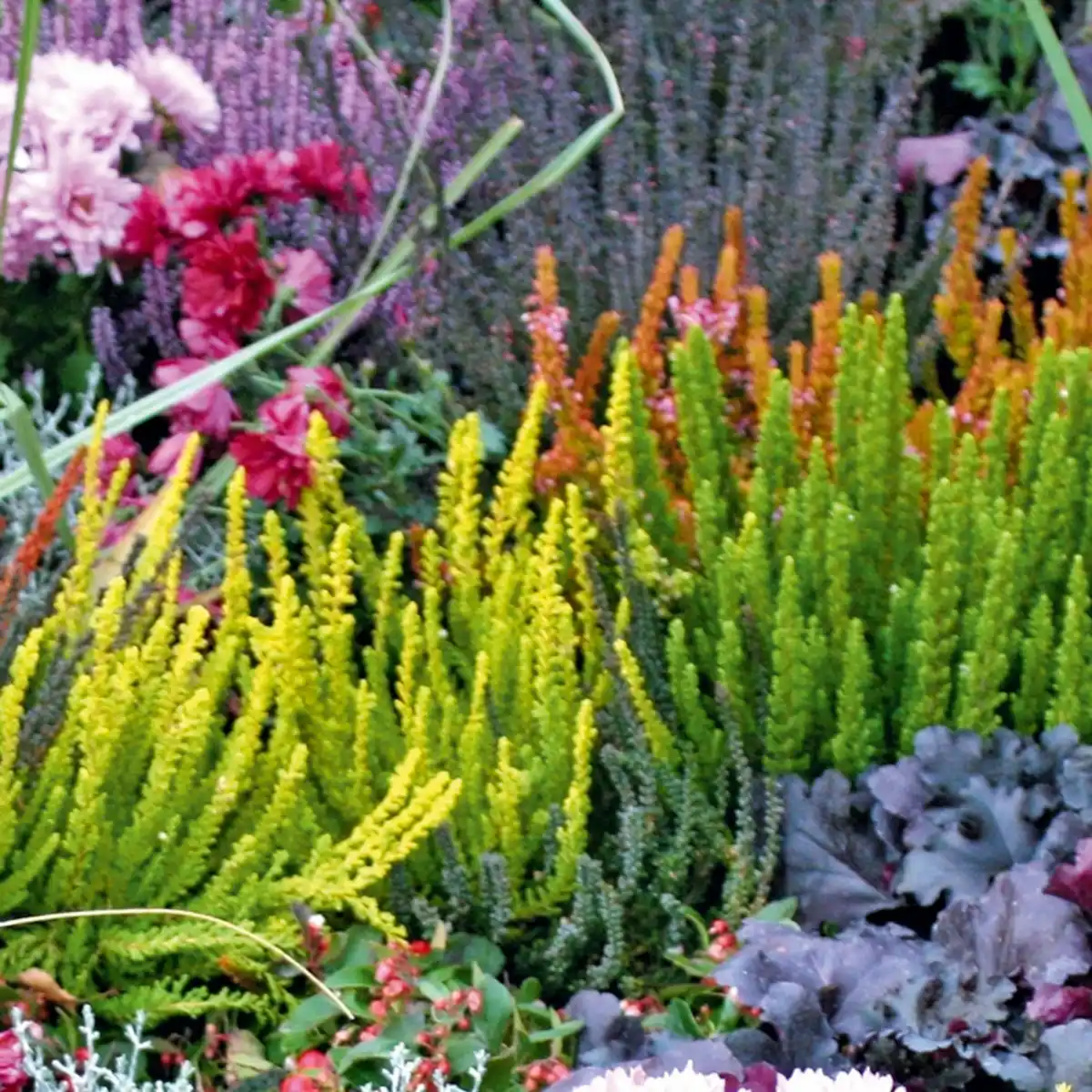 Bild 2 von Herbst Mix Quattro